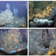 Four of the eight active hydrothermal events explored at Longqi. (Image: J. T. Copley et al.,2016)
